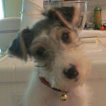 Profile picture of Oriole Harris